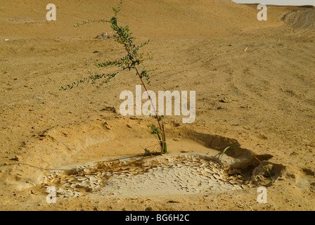 Kleiner Baum mit grünen Blättern wächst in der westlichen Wüste von Ägypten Stockfoto