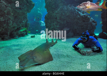 Riesiger Guitarfish im Haifischbecken des Aquariums von Monaco Stockfoto