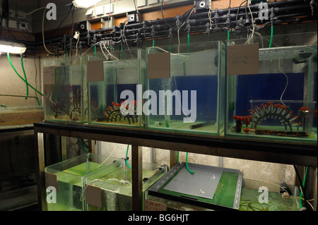 Kindergarten-Tank für Korallen im Aquarium von Monaco Stockfoto