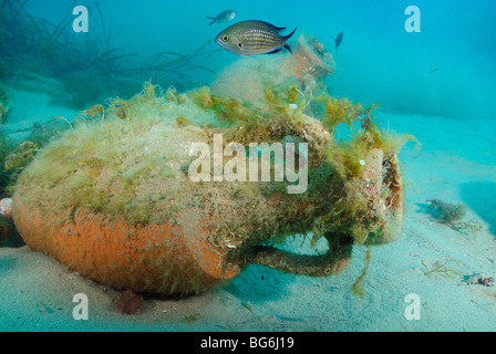 Künstliches Riff in der Larvotto Reserve aus Monaco Stockfoto