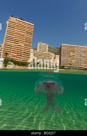 Quallen im Mittelmeer, vor Monaco Stockfoto