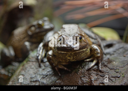 Captive amerikanischer Ochsenfrosch (Rana Catesbeiana), Vancouver Aquarium, Vancouver, BC, Kanada Stockfoto