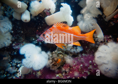 Provozierende Kupfer Drachenköpfe (Sebastes Caurinus), Vancouver Aquarium, Vancouver, Britisch-Kolumbien, Kanada Stockfoto