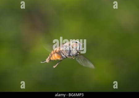 Ein Dipteron auf dem Flügel, Volucella, Oulx (To), Piemont, Italien Stockfoto