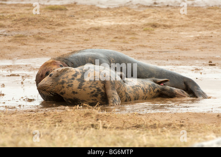 Ein paar Kegelrobben Paarung auf den Sandbänken an Donna Nook Nature Reserve. Stockfoto