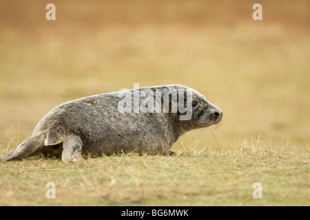 Eine vollständig entwöhnt grau seal Pup Uhren für Gefahr in den Sand-Dünen. Stockfoto