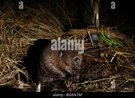 Europäischer Biber Castor Fiber in Slowenien Stockfoto