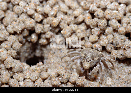 Sandkrabben machen Sandbälle am Strand in Terengganu, Malaysia. Stockfoto