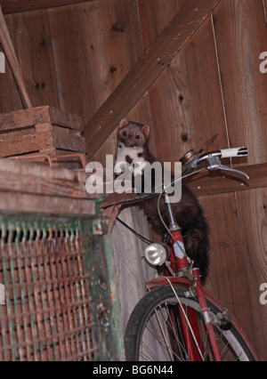 Steinmarder auf Fahrrad Stockfoto