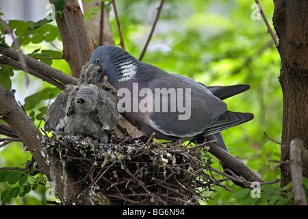 Ringeltaube (Columba Palumbus) Fütterung Küken auf dem Nest im Wald Stockfoto