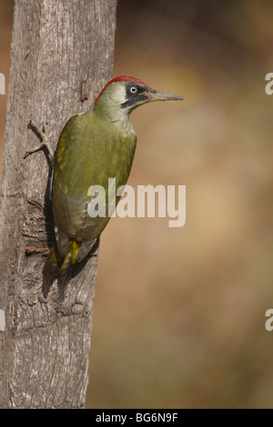 Grünspecht (Picus Viridis) Weibchen hocken auf Zaunpfosten Stockfoto