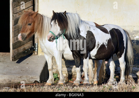 Zwei welsh Ponys auf einem Bauernhof in der Nähe von Ceres in Südafrika Stockfoto