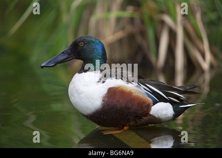 Nördlichen Löffelente (Anas Clypeata) männlich ruht am See-Ufer Stockfoto