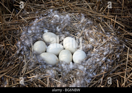 Graugans / Graylag Gans (Anser Anser) nest mit Gelege im Röhricht Stockfoto