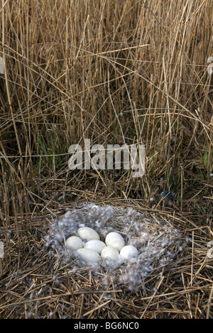 Graugans / Graylag Gans (Anser Anser) nest mit Gelege im Röhricht Stockfoto