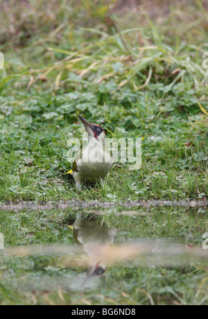 Grünspecht (Picus Viridis) männlichen über zu trinken aus Teich Stockfoto