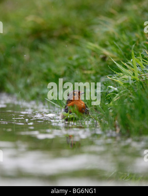 Robin (Erithacus Rubecula) Baden im Gartenpool Stockfoto