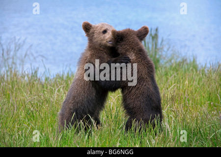 Zwei verspielte europäischer Braunbär (Ursus Arctos) jungen Playfighting am Ufer des Flusses, Schweden Stockfoto