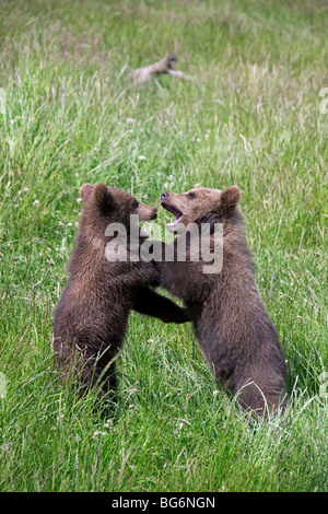 Zwei verspielte europäischer Braunbär (Ursus Arctos) jungen Playfighting in Wiese, Schweden Stockfoto