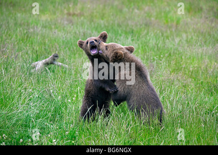 Zwei verspielte europäischer Braunbär (Ursus Arctos) jungen Playfighting in Wiese, Schweden Stockfoto