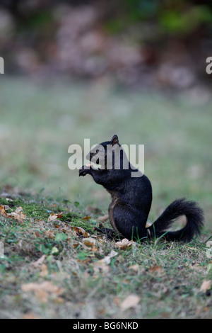 Grauhörnchen (Scirius Carolinensis) schwarze Mutante Essen Eichel am Boden Stockfoto