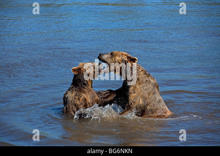 Zwei Europäische Braunbären (Ursus Arctos) kämpfen im Wasser, Schweden Stockfoto