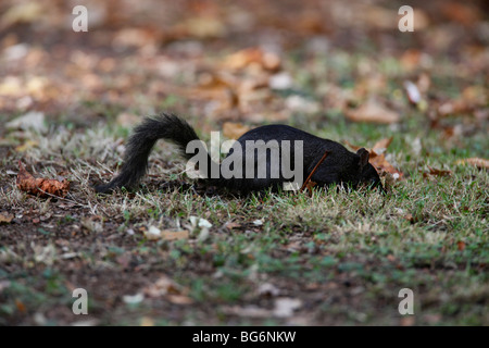 Grauhörnchen (Scirius Carolinensis) schwarze Mutante zu Eichel begraben Stockfoto