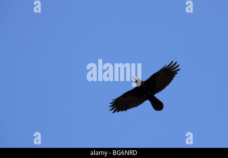 Turm (Corvus Frugilegus) im Flug Stockfoto