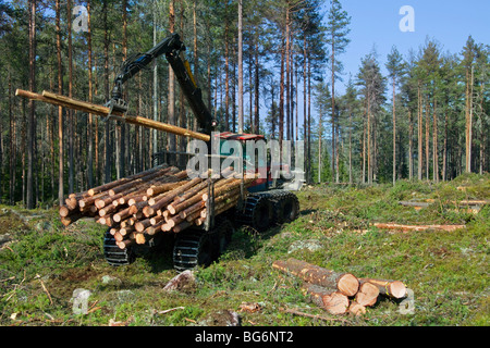 Holzverarbeitende Industrie zeigt Holz / Bäume auf Forstmaschinen geladen / Timberjack Harvester im Pinienwald Stockfoto