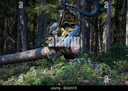 Holzverarbeitende Industrie zeigt Holz / geschlägert von Forstmaschinen / Timberjack Harvester im Pinienwald Stockfoto