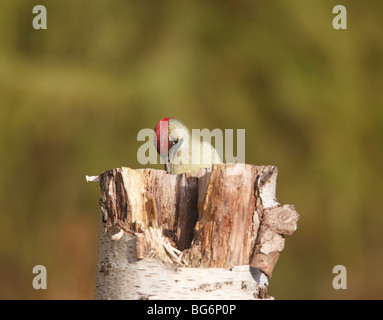 Grünspecht (Picus Viridis) Weibchen auf der Suche nach Nahrung in faule Birke stumpf Stockfoto