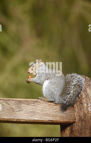 Grauhörnchen (Scirius Carolinensis) sitzt auf der Gartenbank Essen Eichel Stockfoto