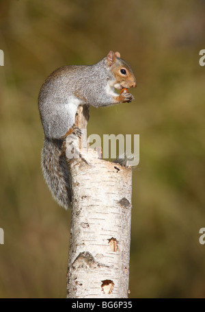 Grauhörnchen (Scirius Carolinensis) Essen Eichel auf Silver Birch stumpf Stockfoto