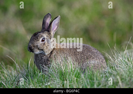 Europäischen gemeinsamen (Oryctolagus Cuniculus) Essen Grass in Wiese Stockfoto