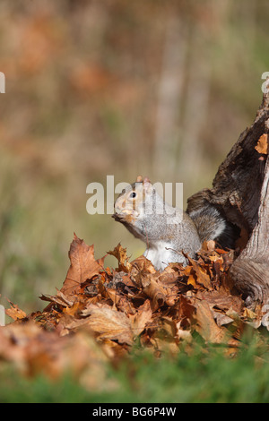 Grauhörnchen (Scirius Carolinensis) Essen Eichel in Toten stumpf Stockfoto