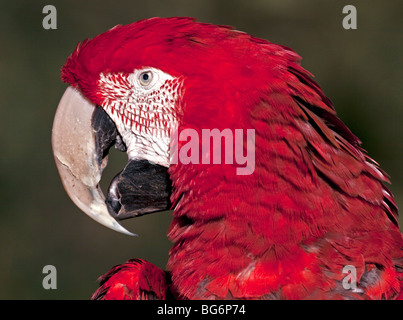 Grün-Winged Ara / rot und grün Aras (Ara Chloropterus) Stockfoto