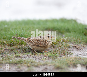 Feldlerche (Alauda Arvensis) auf der Suche nach Nahrung auf nassem Untergrund Stockfoto