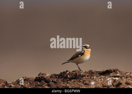 Männliche Braunkehlchen, Saxicola Rubetra, UK. Stockfoto