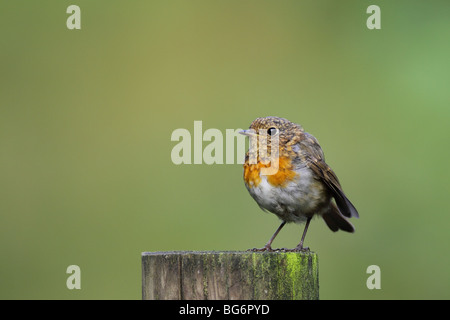 Juvenile Robin Erithacus Rubecula, Mauser in Erwachsene Gefieder, UK, Stockfoto