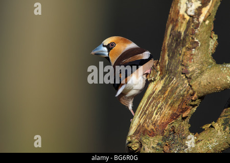 Männliche Kernbeißer Coccothraustes Coccothraustes, UK. Stockfoto