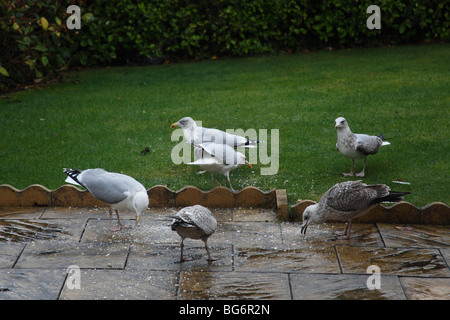 Silbermöwe (Larus Argentatus) Herde Fütterung auf Rasen Stockfoto