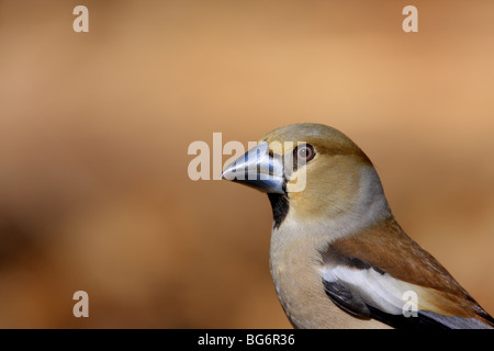 Kernbeißer Coccothraustes Coccothraustes, Closeup, UK. Stockfoto