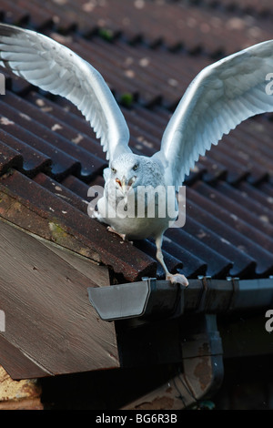 Silbermöwe (Larus Argentatus) Fütterung auf Garagendach Stockfoto