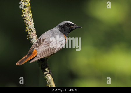 Männliche Gartenrotschwanz, Phoenicurus Phoenicurus, UK. Stockfoto