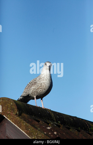 Silbermöwe (Larus Argentatus) juvenile hocken auf Garagendach Stockfoto