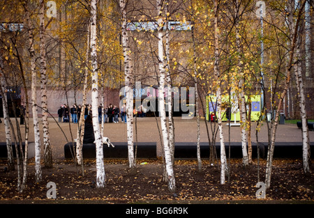 Silber Birken außerhalb Tate Modern an der South Bank in London. Stockfoto