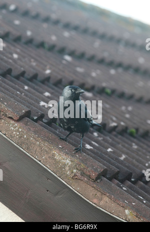 Dohle (Corvus Monedula) hocken auf Garagendach Stockfoto