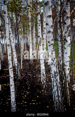 Die Stämme der Silberbirkenbäume Betula pendula Stockfoto