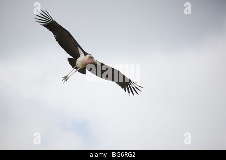 Marabou Storch (Leptoptilus Crumeniferus) im Flug über die Serengeti plains Stockfoto