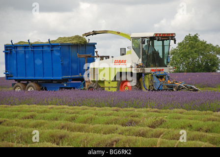 Lavendel ernten Ernte Snowshill Gloucestershire Stockfoto